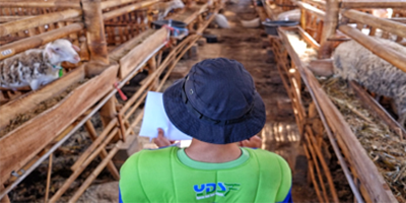 Harga Qurban Domba 2020 | YDSF