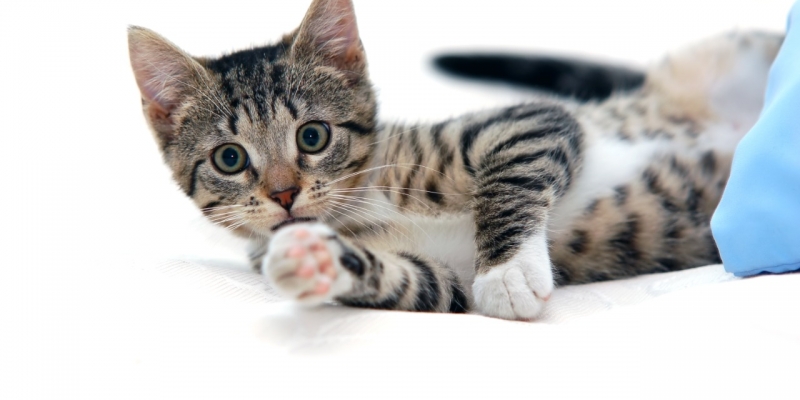 Hukum Jual Beli Kucing dalam Islam | YDSF