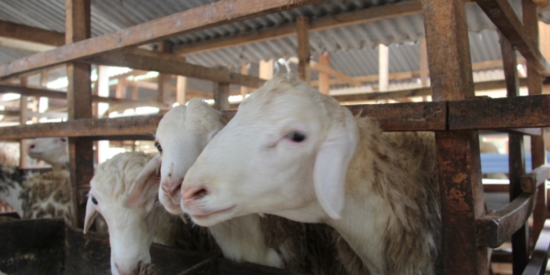 Jenis dan Ciri Hewan Layak Qurban | YDSF