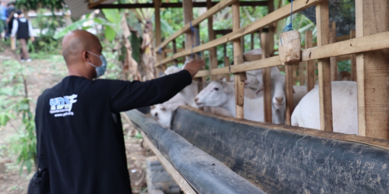 Bantu Penuhi Gizi Nasional, YDSF Siap Distribusikan 27 Ton Daging Qurban Bebas PMK