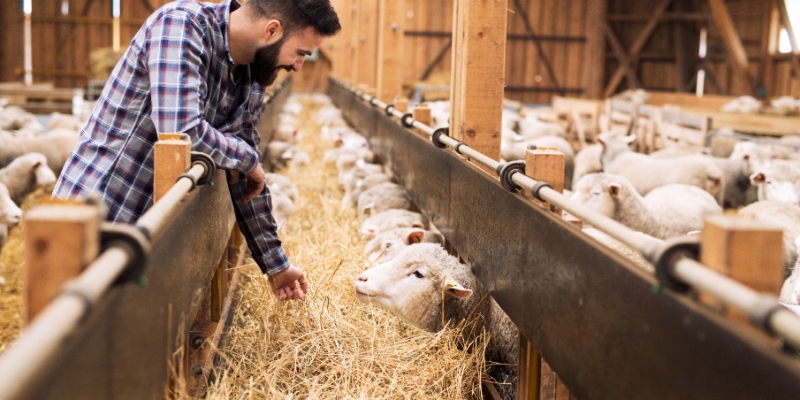 Mewakilkan Penyembelihan Qurban | YDSF